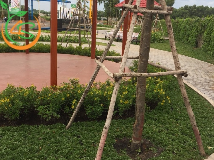 cách chống cây mới trồng