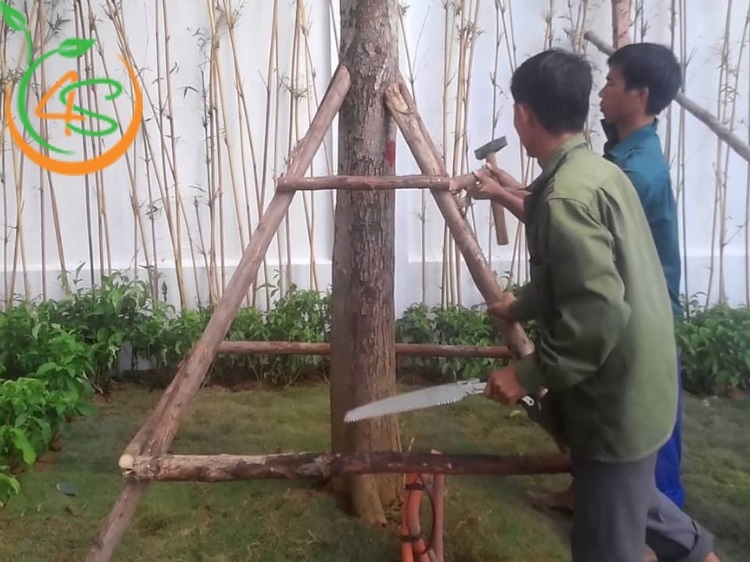 cách chống cây mới trồng