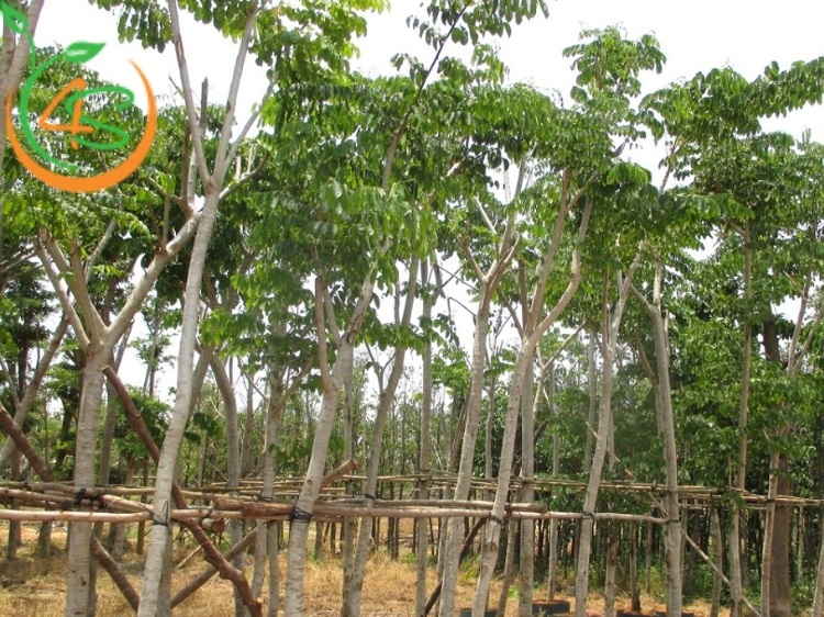 cách chống cây mới trồng