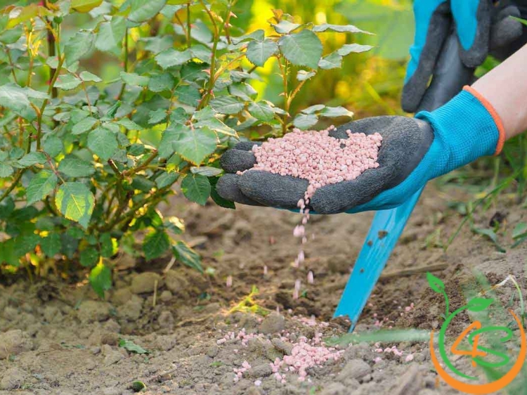 Cách Làm Phân Hữu Cơ Tại Nhà Với 6 Bước Đơn Giản 2 cách làm phân hữu cơ tại nhà