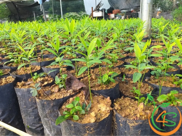 Cách Làm Phân Hữu Cơ Tại Nhà Với 6 Bước Đơn Giản 5 cây giống 4s