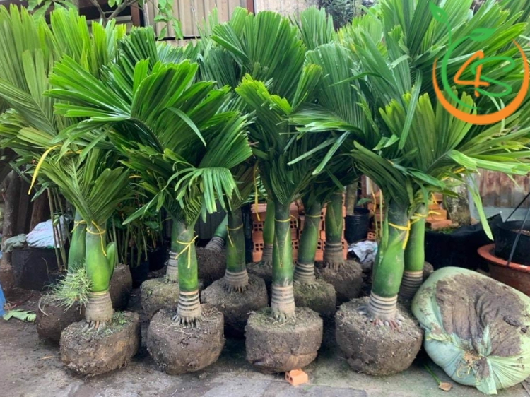 Đặc điểm nhận biết cây cau lùn