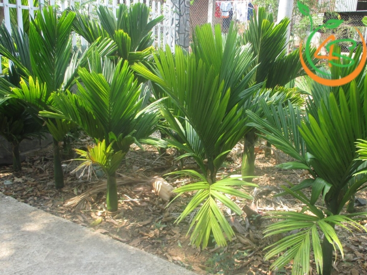 Đặc điểm nhận biết cây cau lùn