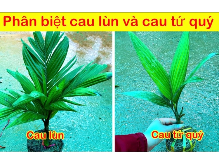 Đặc điểm nhận biết cây cau lùn