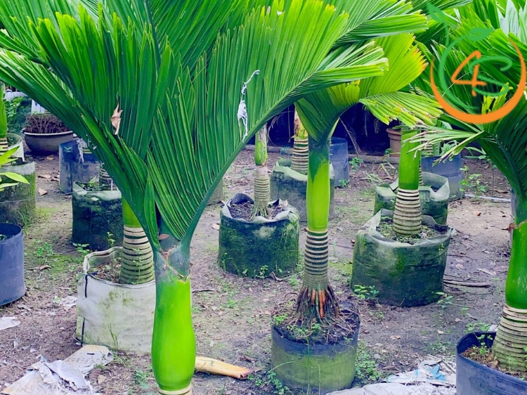 Đặc điểm nhận biết cây cau lùn