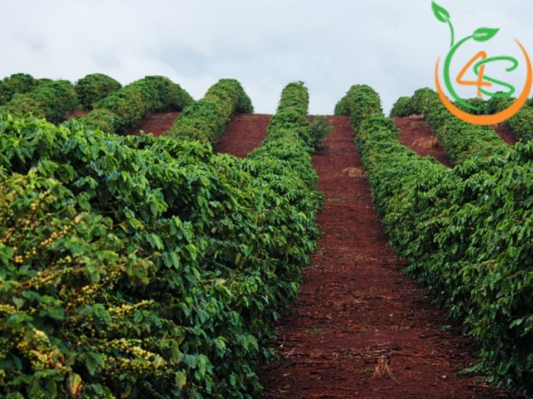 Mật Độ Cây Trồng: Cách Tính Số Cây Trồng Trên Diện Tích 3 cách tính số cây trồng trên diện tích