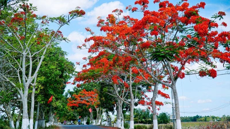 Cây phượng vĩ công trình (phượng đỏ) 8 cây phượng vĩ