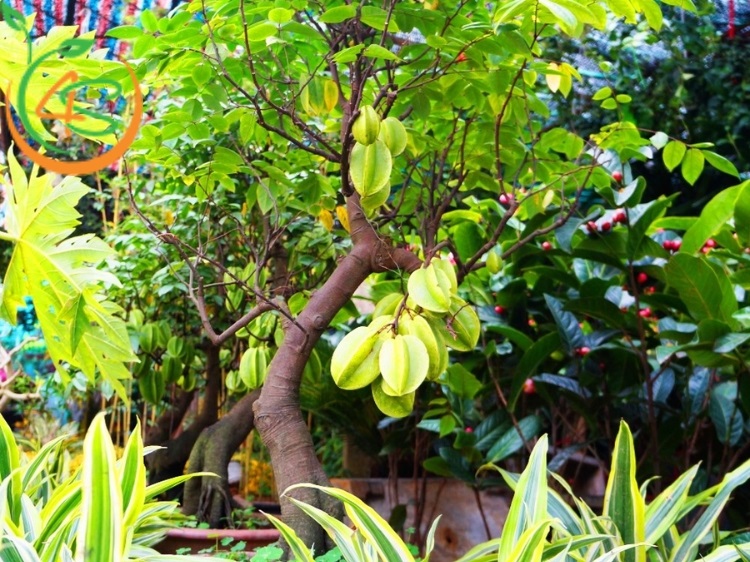cây ăn trái trồng trước nhà