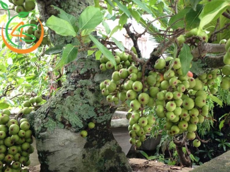 cây ăn quả trồng trước nhà