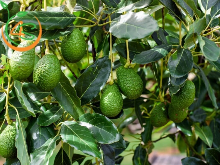 cây ăn trái trồng trước nhà