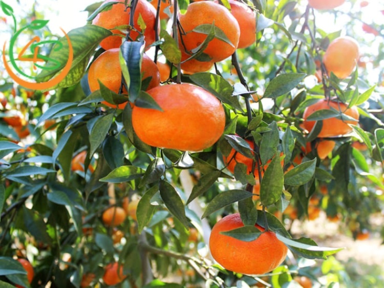 cây ăn trái trồng trước nhà