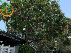 cây ăn trái trồng trước nhà
