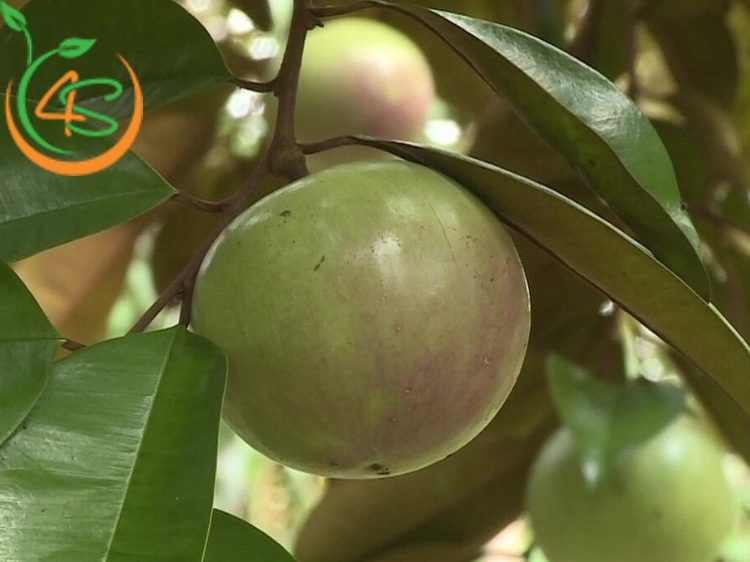 cây ăn trái trồng trước nhà