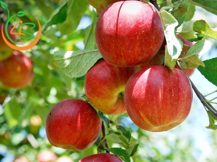 cây ăn trái trồng trước nhà