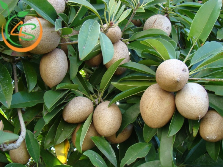 cây ăn quả trồng trước nhà