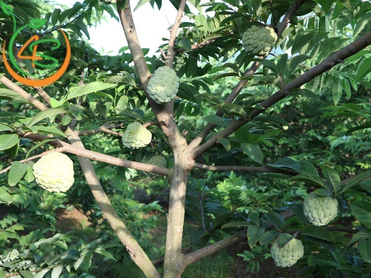 cây ăn quả trồng trước nhà