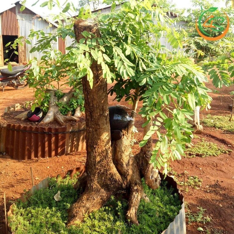 cây gỗ cẩm lai công trình