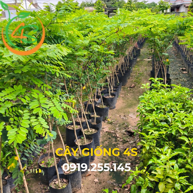cây giống cẩm lai