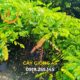 cây cẩm lai giống