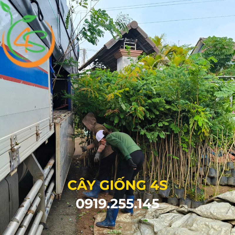 cây giống cẩm lai