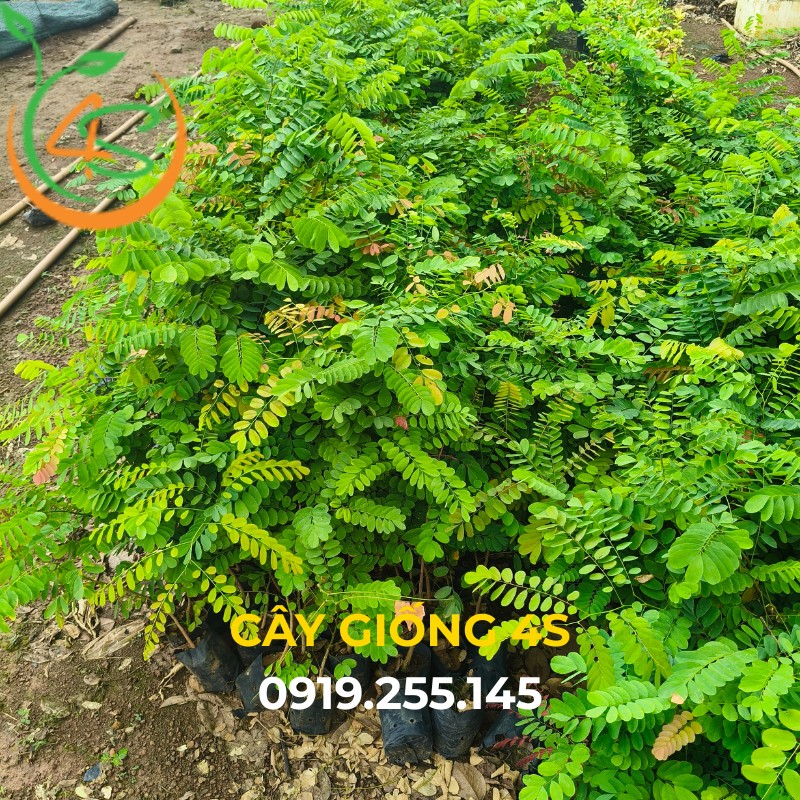 cây giống cẩm lai