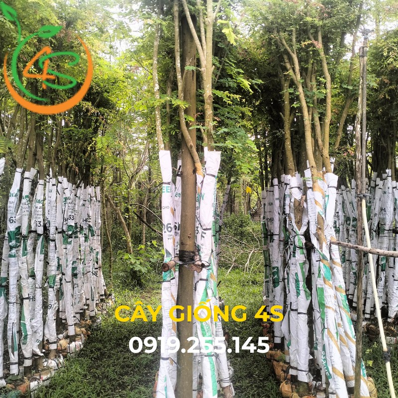 cây cẩm lai công trình