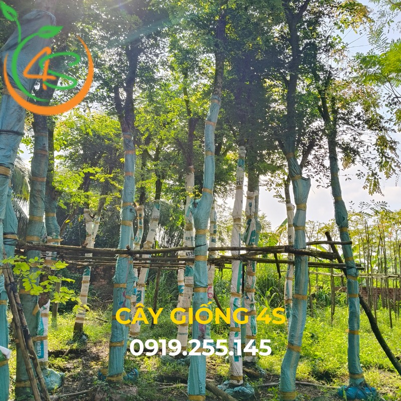 cây cẩm lai công trình