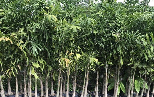 giống cau đuôi chồn