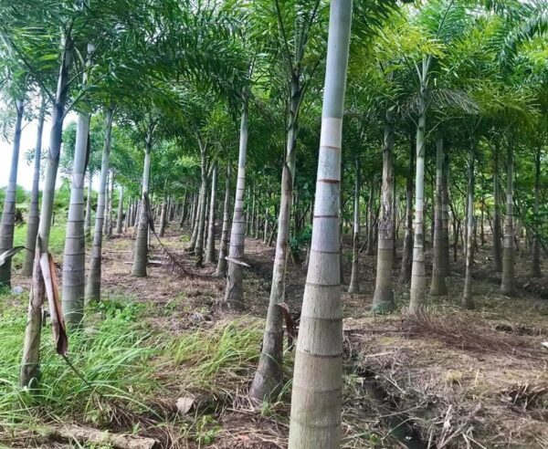 Cây cau đuôi chồn - cây giống 4S