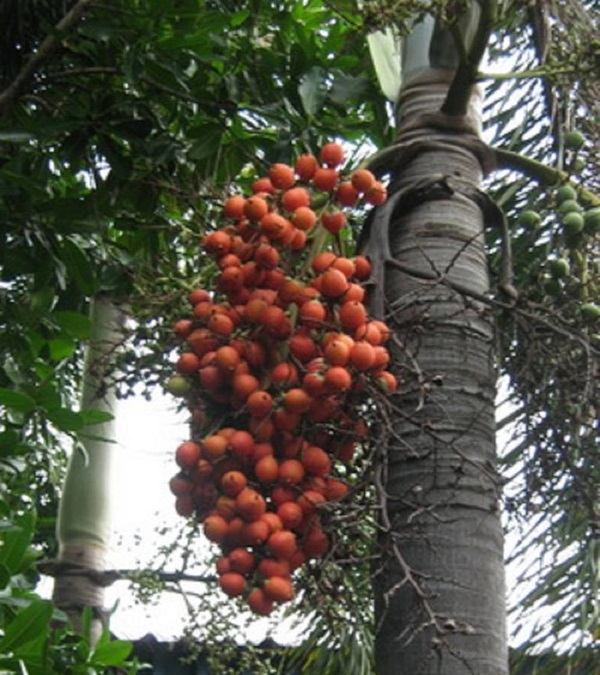 Trái cau đuôi chồn