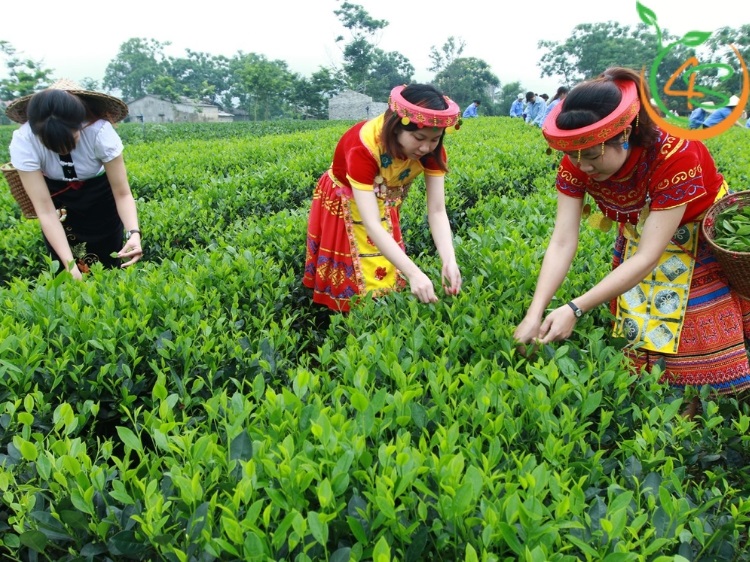 cây chè xanh trồng chậu