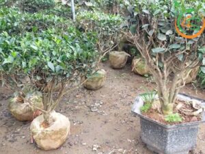 cây chè xanh trồng chậu