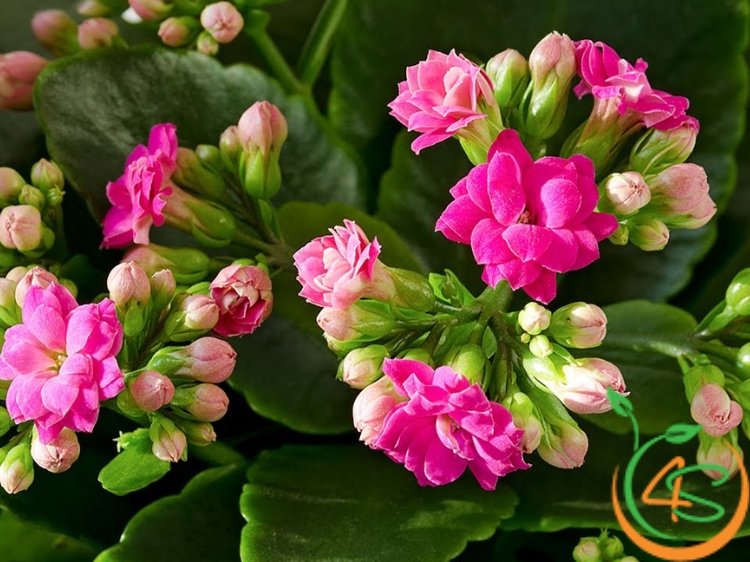 cây cảnh chịu hạn