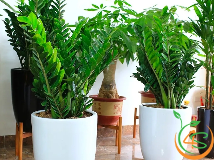 cây chịu hạn tốt