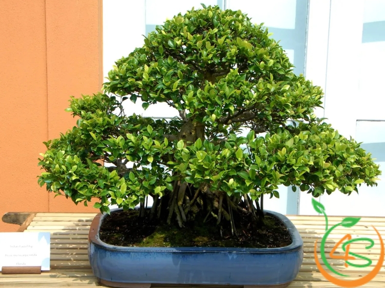 cây chịu hạn