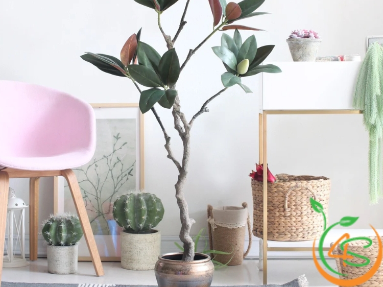 cây chịu hạn tốt