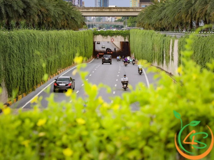 cây chịu hạn tốt