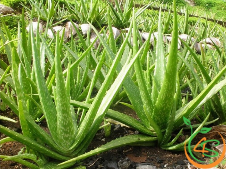 cây cảnh chịu hạn