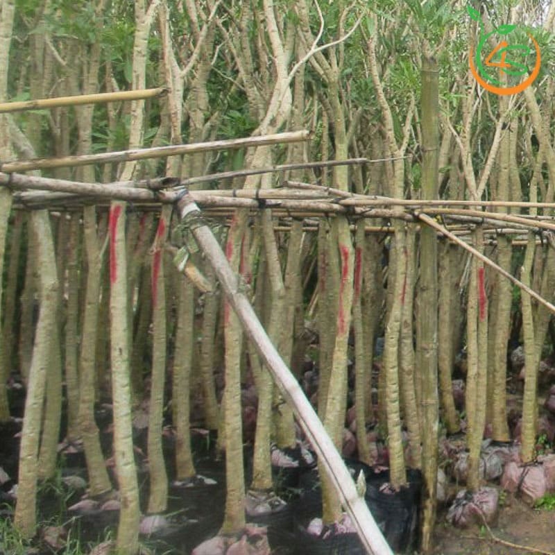 Cây chuông vàng công trình (huỳnh liên) 1 cây chuông vàng công trình bóng mát giá rẻ