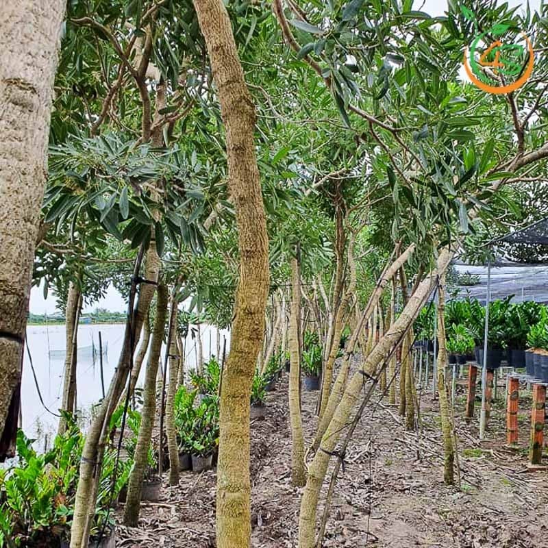 Cây chuông vàng công trình (huỳnh liên) 3 cây chuông vàng công trình bóng mát