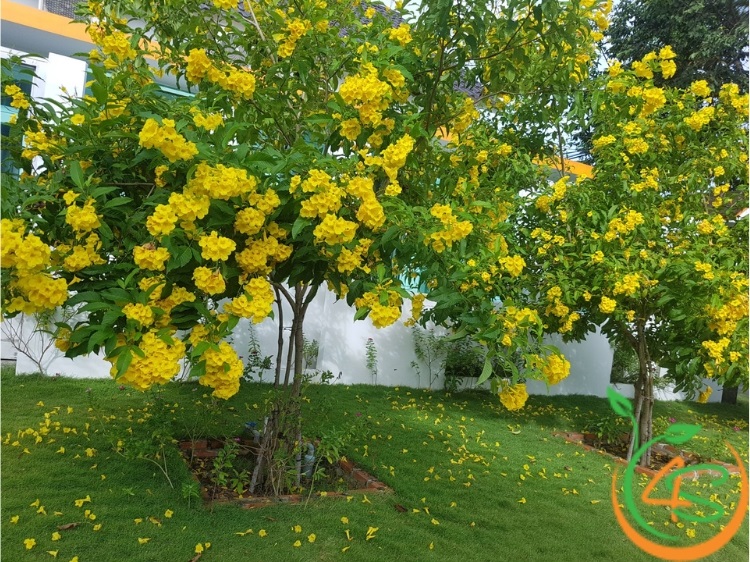 cây chuông vàng giống
