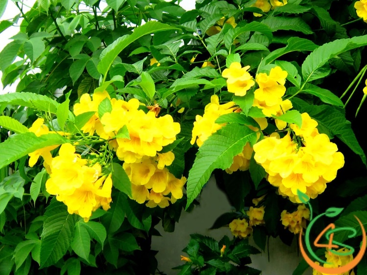 cây chuông vàng giống