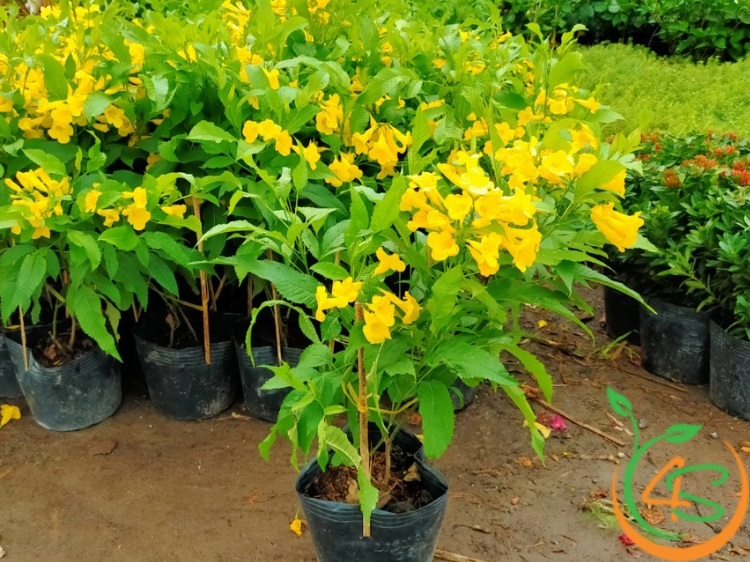 cây chuông vàng giống