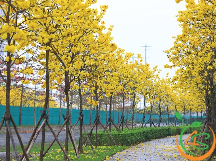 cây chuông vàng trong chậu