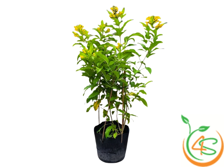 cây chuông vàng trong chậu