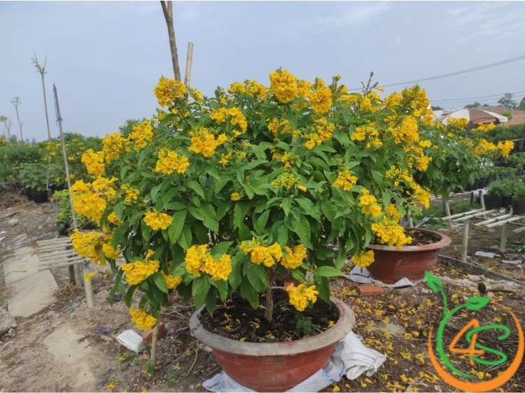 cây chuông vàng trong chậu