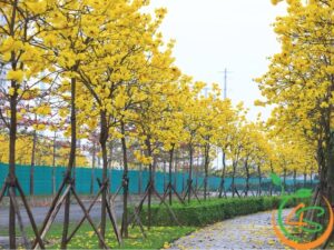 cây chuông vàng trong phong thủy