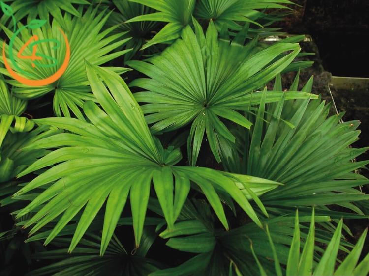 cây cọ cảnh
