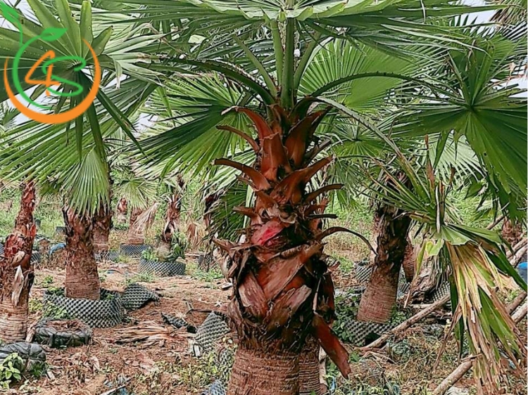 cây cọ Mỹ