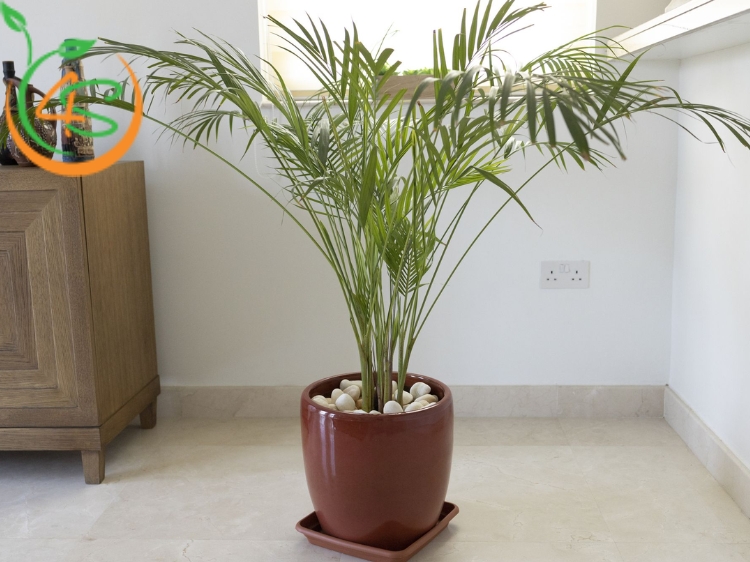 cây cọ cảnh
